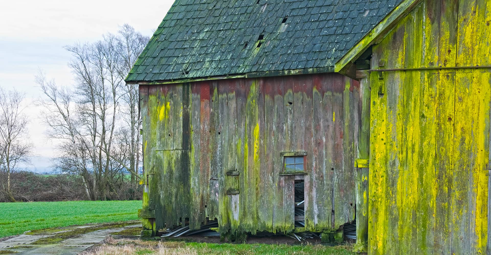 old barn covered in green mold